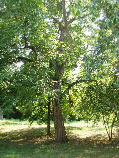 Im Obstgarten unseres Ferienhauses im Elsass